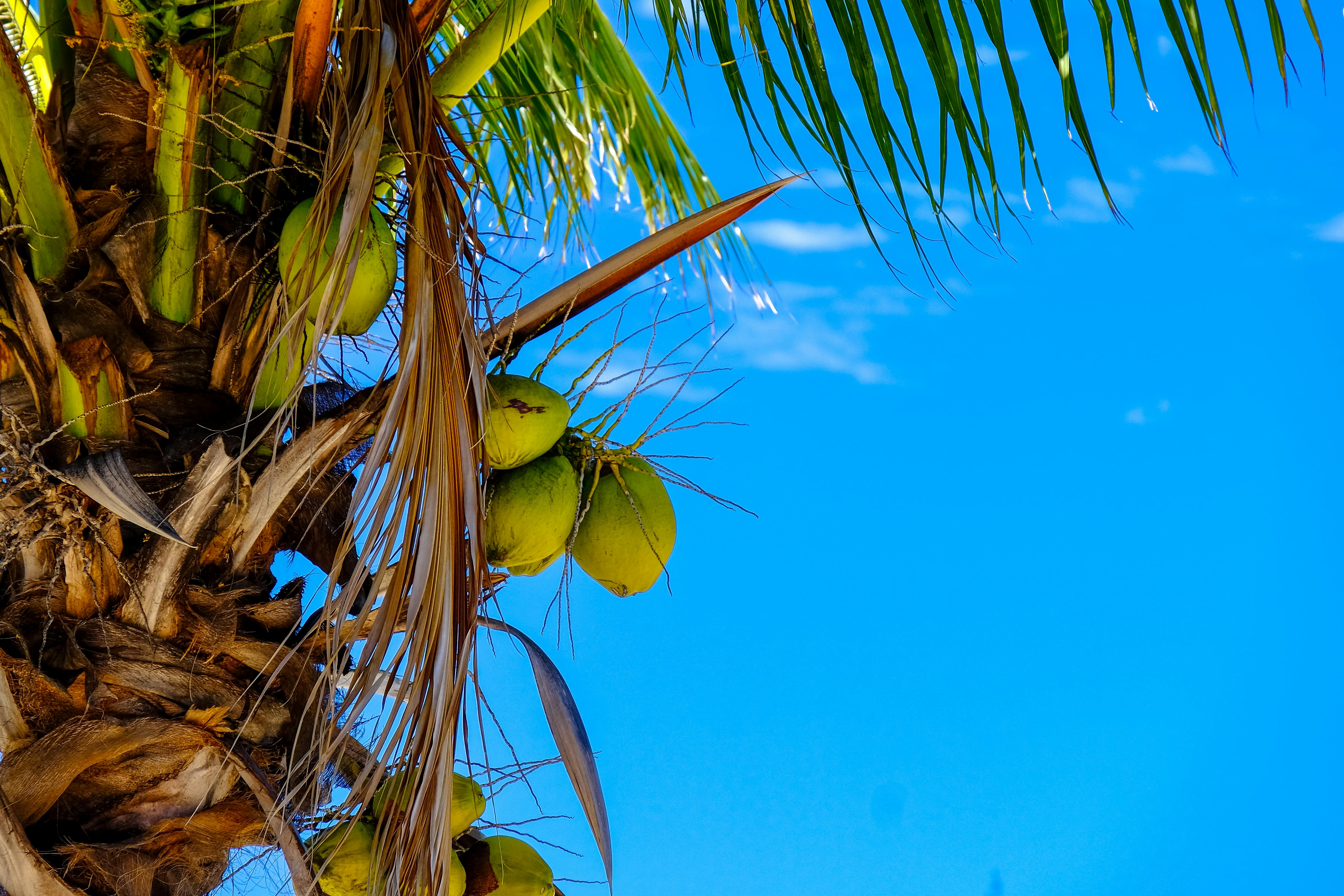 Coconut tree inspiration for CocoGlow Naturals skincare in Edmonton Alberta